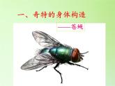 教科版科学六年级下册 1.2 放大镜下的昆虫世界(1)（课件）