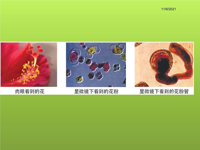 教科版科学六年级下册 1.4 《 怎样放得更大》（课件）第4页