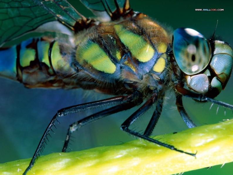教科版科学六年级下册 1.2 放大镜下的昆虫世界(7)（课件）04