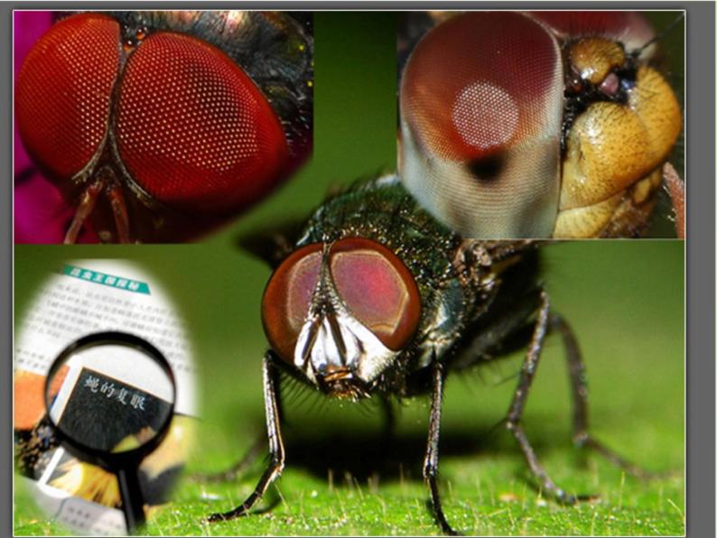 教科版科学六年级下册 1.2 放大镜下的昆虫世界(7)（课件）05