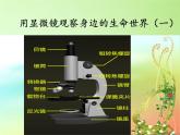 教科版科学六年级下册 1.5 用显微镜观察身边的生命世界（一）(2)（课件）