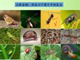 教科版科学六年级下册 1.2 放大镜下的昆虫世界 (2)（课件）
