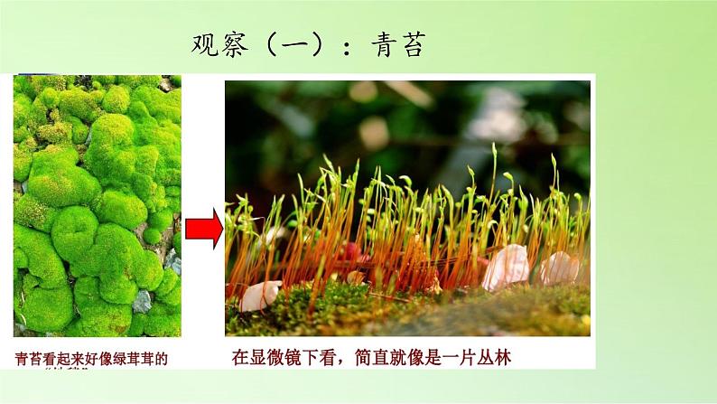 教科版科学六年级下册 1.4 怎样放得更大(11)（课件）第7页