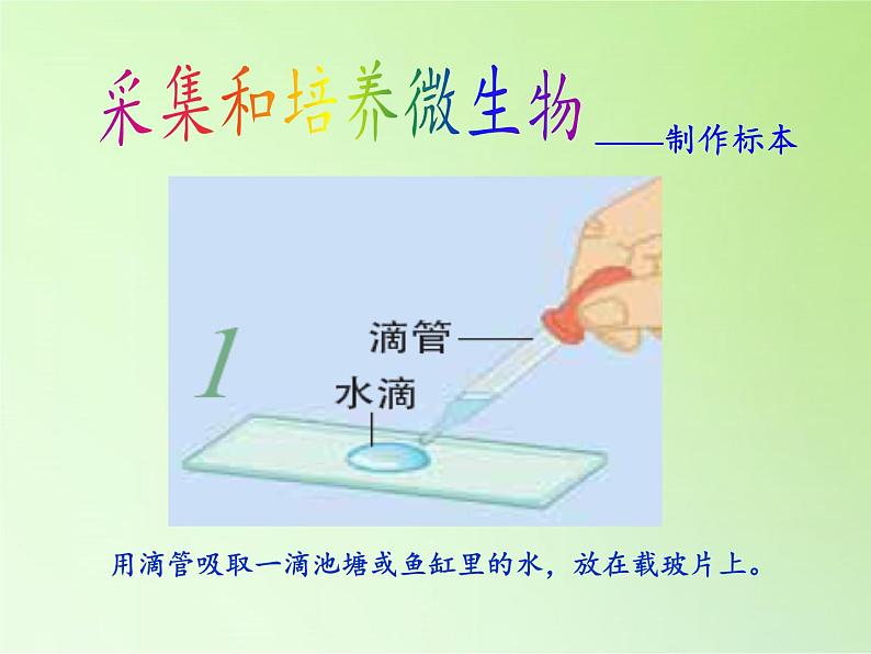 教科版科学六年级下册 1.7 用显微镜观察身边的生命世界（三）(1)（课件）03