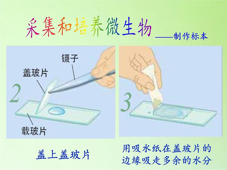 教科版科学六年级下册 1.7 用显微镜观察身边的生命世界（三）(1)（课件）04