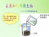 教科版科学六年级下册 1.7 用显微镜观察身边的生命世界（三）(1)（课件）