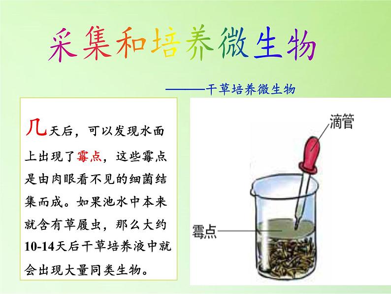 教科版科学六年级下册 1.7 用显微镜观察身边的生命世界（三）(1)（课件）06