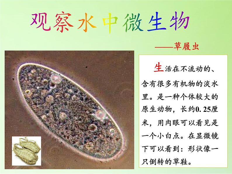 教科版科学六年级下册 1.7 用显微镜观察身边的生命世界（三）(1)（课件）08