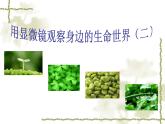 用显微镜观察身边的生命世界（二）PPT课件免费下载