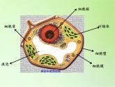 教科版科学六年级下册 1.6 用显微镜观察身边的生命世界（二）(2)（课件）