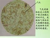 教科版科学六年级下册 1.6 用显微镜观察身边的生命世界（二）(2)（课件）