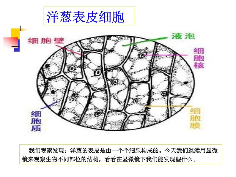 教科版科学六年级下册 1.6 用显微镜观察身边的生命世界(二)（课件）02