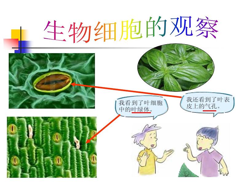 教科版科学六年级下册 1.6 用显微镜观察身边的生命世界(二)（课件）04