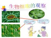 教科版科学六年级下册 1.6 用显微镜观察身边的生命世界(二)（课件）