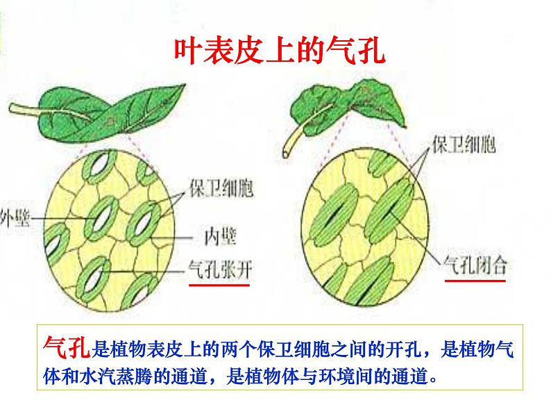 教科版科学六年级下册 1.6 用显微镜观察身边的生命世界(二)（课件）05