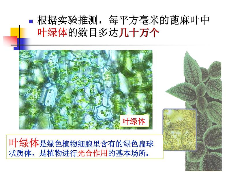 教科版科学六年级下册 1.6 用显微镜观察身边的生命世界(二)（课件）06