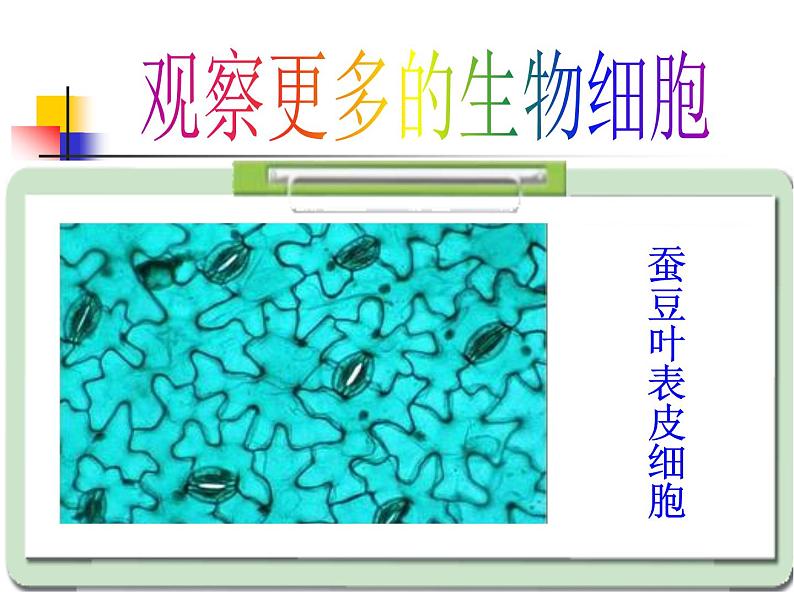 教科版科学六年级下册 1.6 用显微镜观察身边的生命世界(二)（课件）07