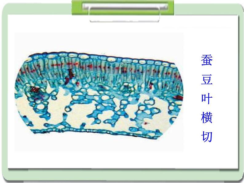 教科版科学六年级下册 1.6 用显微镜观察身边的生命世界(二)（课件）08