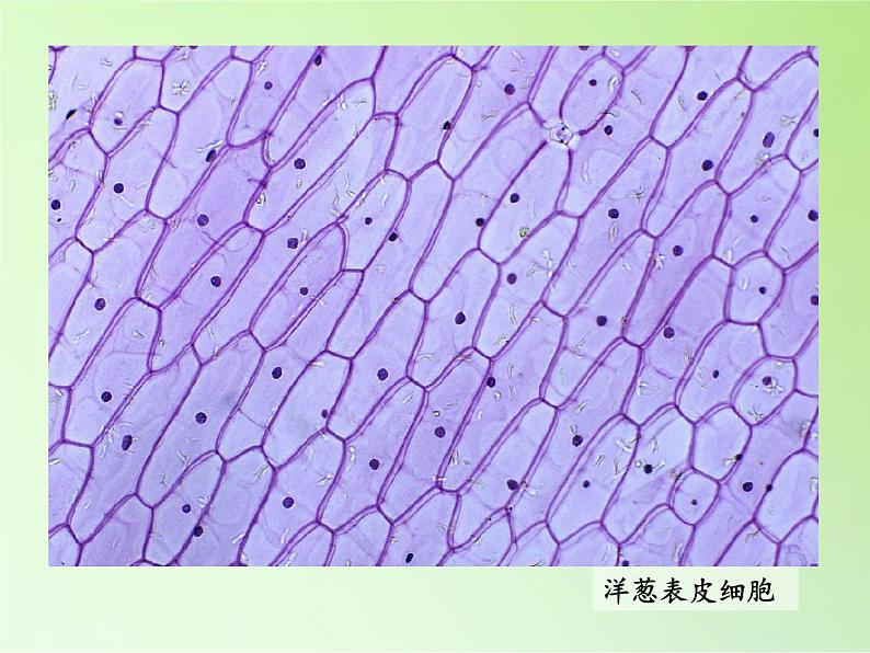 教科版科学六年级下册 1.6 用显微镜观察身边的生命世界（二）(3)（课件）02