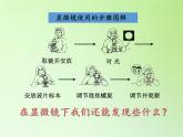 教科版科学六年级下册 1.6 用显微镜观察身边的生命世界（二）(3)（课件）