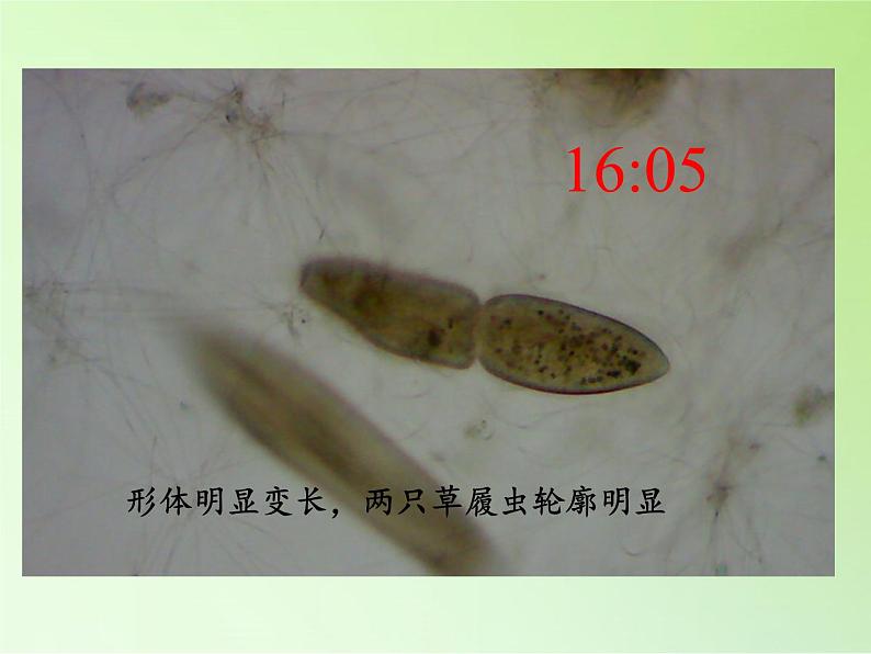 教科版科学六年级下册 1.7 用显微镜观察身边的生命世界（三）(4)（课件）03