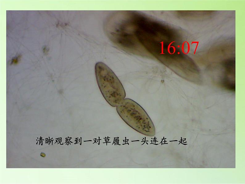 教科版科学六年级下册 1.7 用显微镜观察身边的生命世界（三）(4)（课件）04