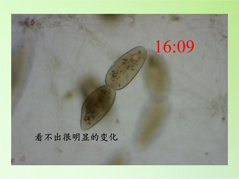 教科版科学六年级下册 1.7 用显微镜观察身边的生命世界（三）(4)（课件）05