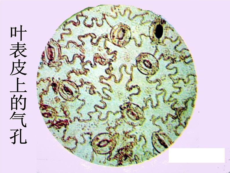 教科版科学六年级下册 1.6 用显微镜观察身边的生命世界(二)4（课件）04