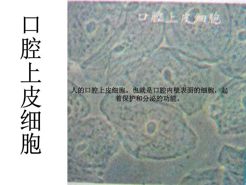 教科版科学六年级下册 1.6 用显微镜观察身边的生命世界(二)4（课件）06