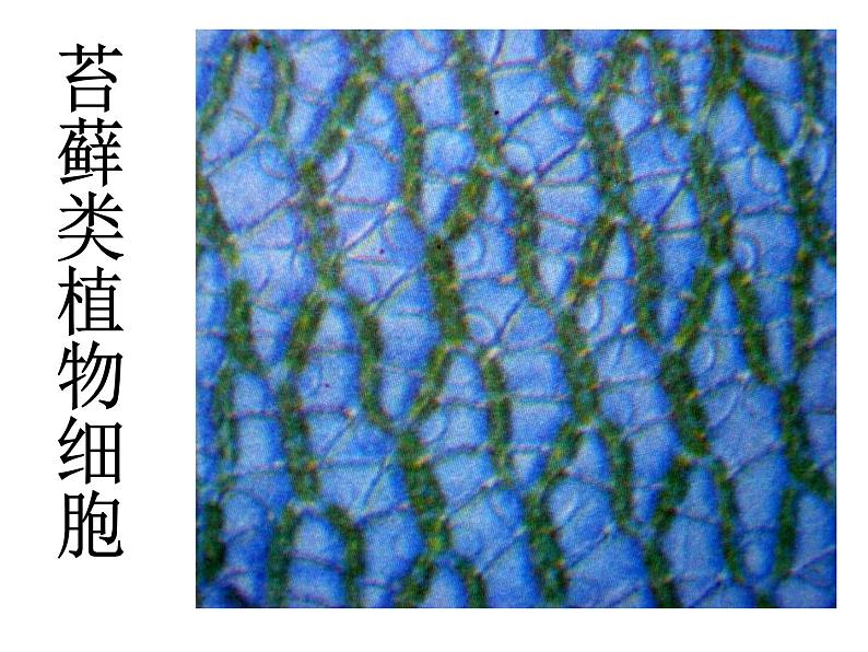 教科版科学六年级下册 1.6 用显微镜观察身边的生命世界(二)4（课件）07