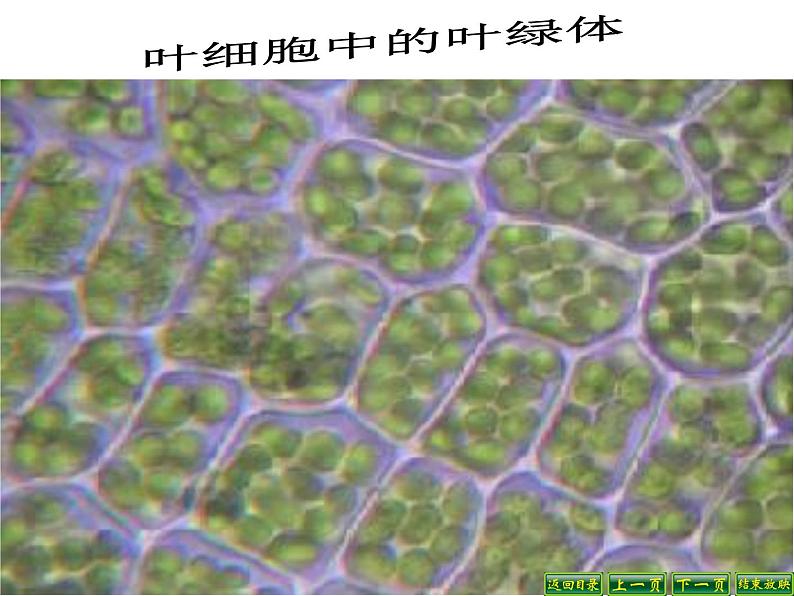 教科版科学六年级下册 1.6 用显微镜观察身边的生命世界(二)4（课件）08