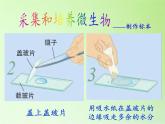 教科版科学六年级下册 1.7 用显微镜观察身边的生命世界（三）(2)（课件）