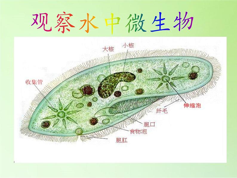 教科版科学六年级下册 1.7 用显微镜观察身边的生命世界（三）(2)（课件）第6页