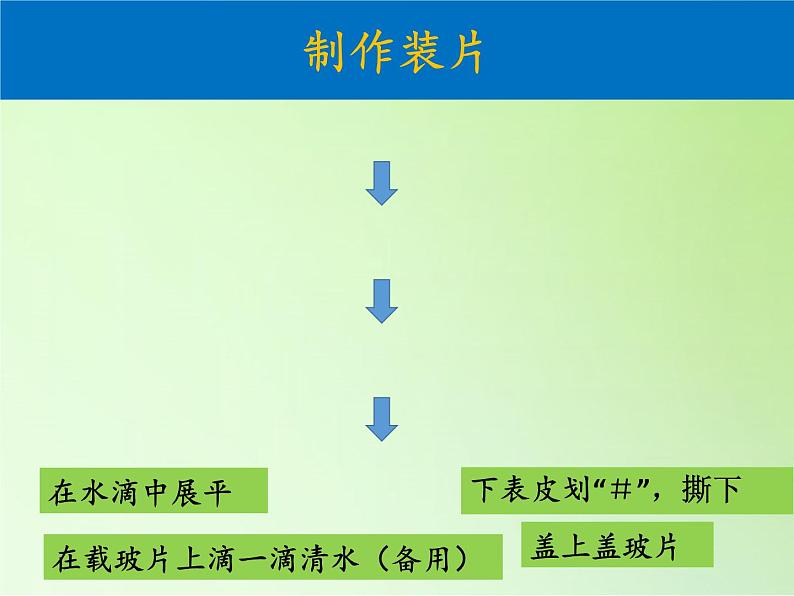 教科版科学六年级下册 1.6 用显微镜观察身边的生命世界（二）（课件）第4页