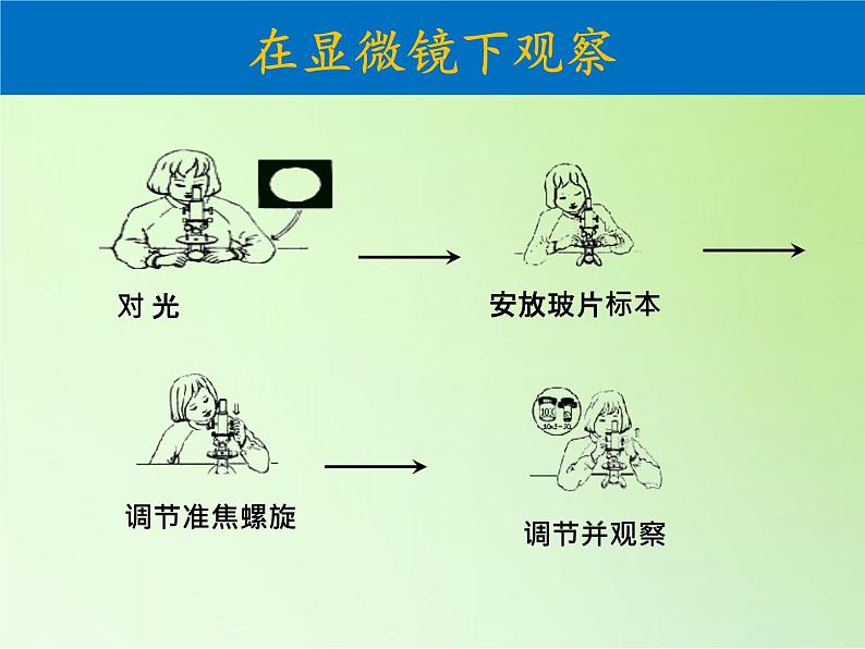 教科版科学六年级下册 1.6 用显微镜观察身边的生命世界（二）（课件）第6页