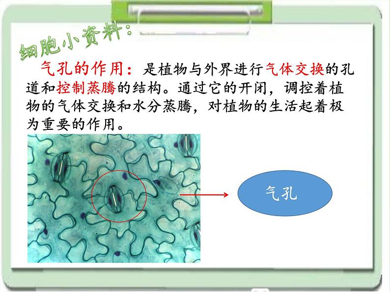 教科版科学六年级下册 1.6 用显微镜观察身边的生命世界（二）（课件）第8页