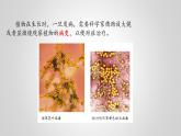 教科版科学六年级下册 1.8 微小世界和我们(14)（课件）