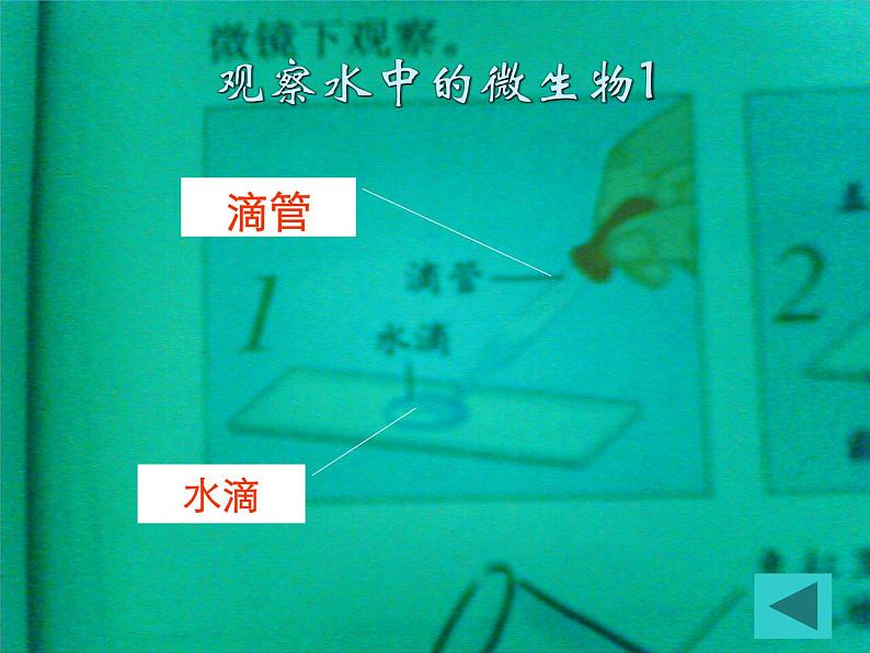 教科版科学六年级下册 1.7 用显微镜观察身边的生命世界（三）_(1)（课件）03