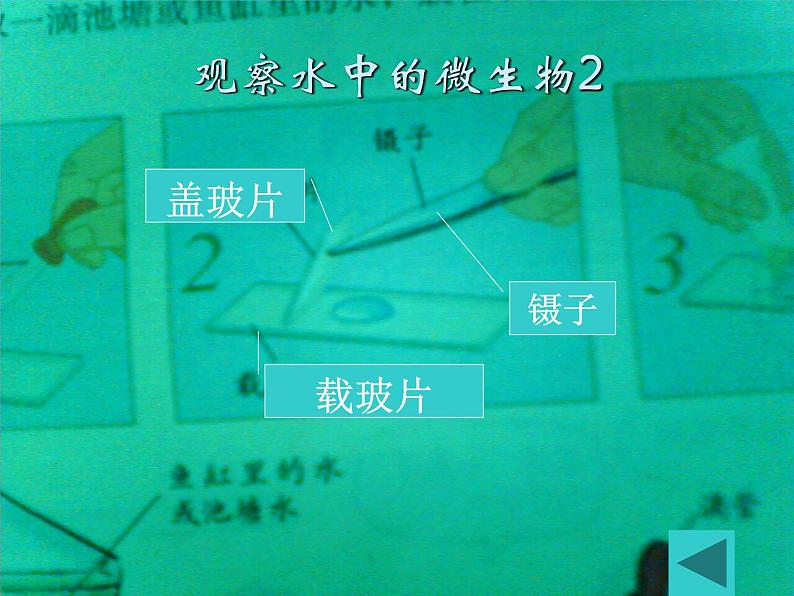 教科版科学六年级下册 1.7 用显微镜观察身边的生命世界（三）_(1)（课件）04