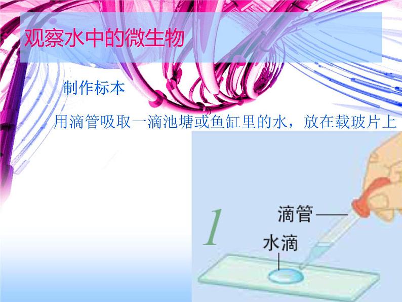 教科版科学六年级下册 1.7 用显微镜观察身边的生命世界(三)（课件）05