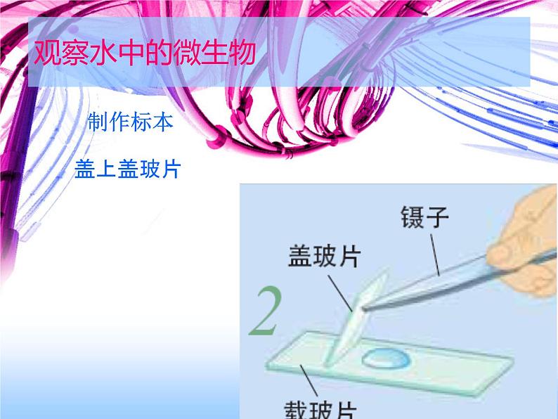 教科版科学六年级下册 1.7 用显微镜观察身边的生命世界(三)（课件）06