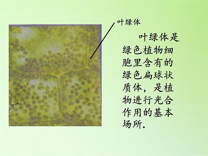 教科版科学六年级下册 1.6 用显微镜观察身边的生命世界（二）(4)（课件）04