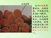 教科版科学六年级下册 1.6 用显微镜观察身边的生命世界（二）(4)（课件）