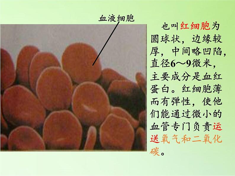 教科版科学六年级下册 1.6 用显微镜观察身边的生命世界（二）(4)（课件）05