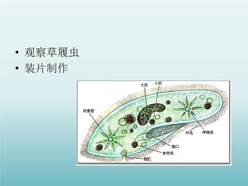 教科版科学六年级下册 1.7 用显微镜观察身边的生命世界（三）_（课件）03