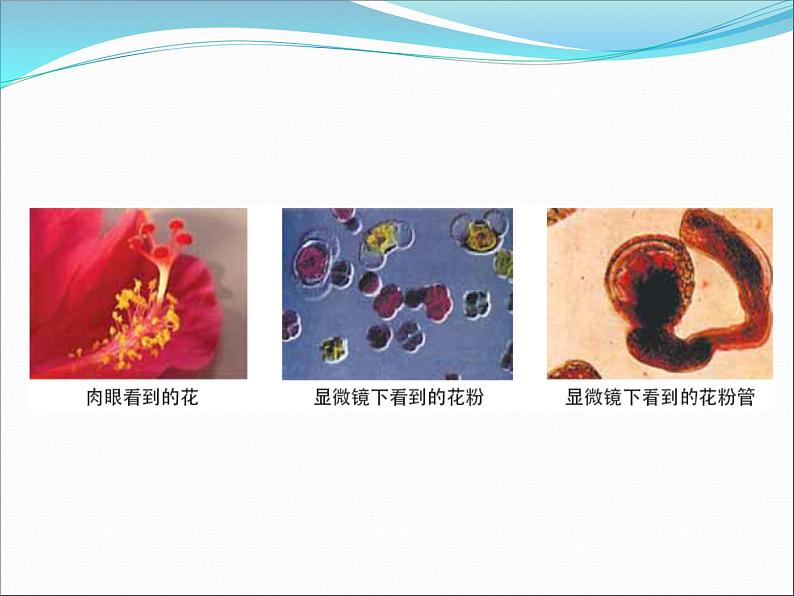 教科版科学六年级下册 1.4 怎样放得更大（课件）第6页