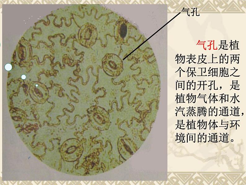 教科版科学六年级下册 1.6 用显微镜观察身边的生命世界(二)（课件）03