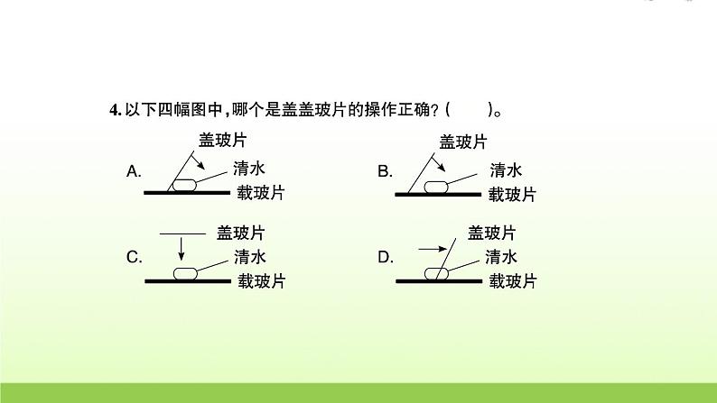 教科版 六年级科学上册第一单元微小世界4观察洋葱表皮细胞 习题课件04