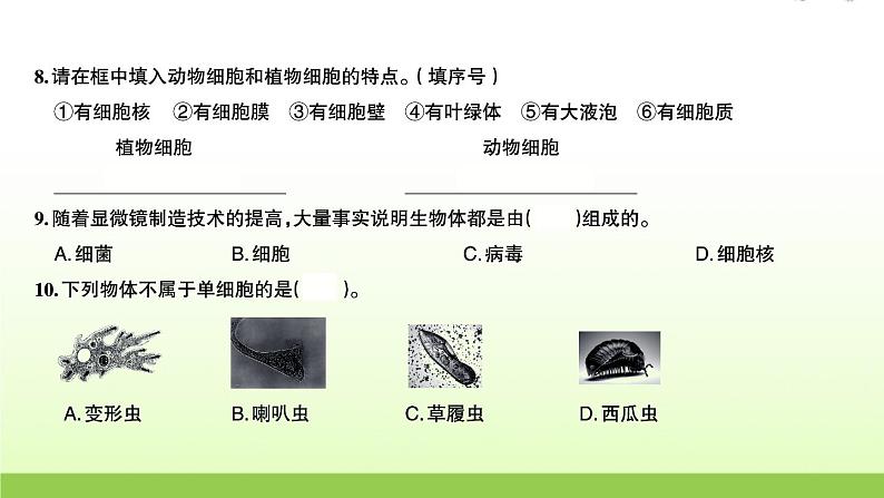 教科版 六年级科学上册第一单元微小世界5观察更多的生物细胞 习题课件第4页