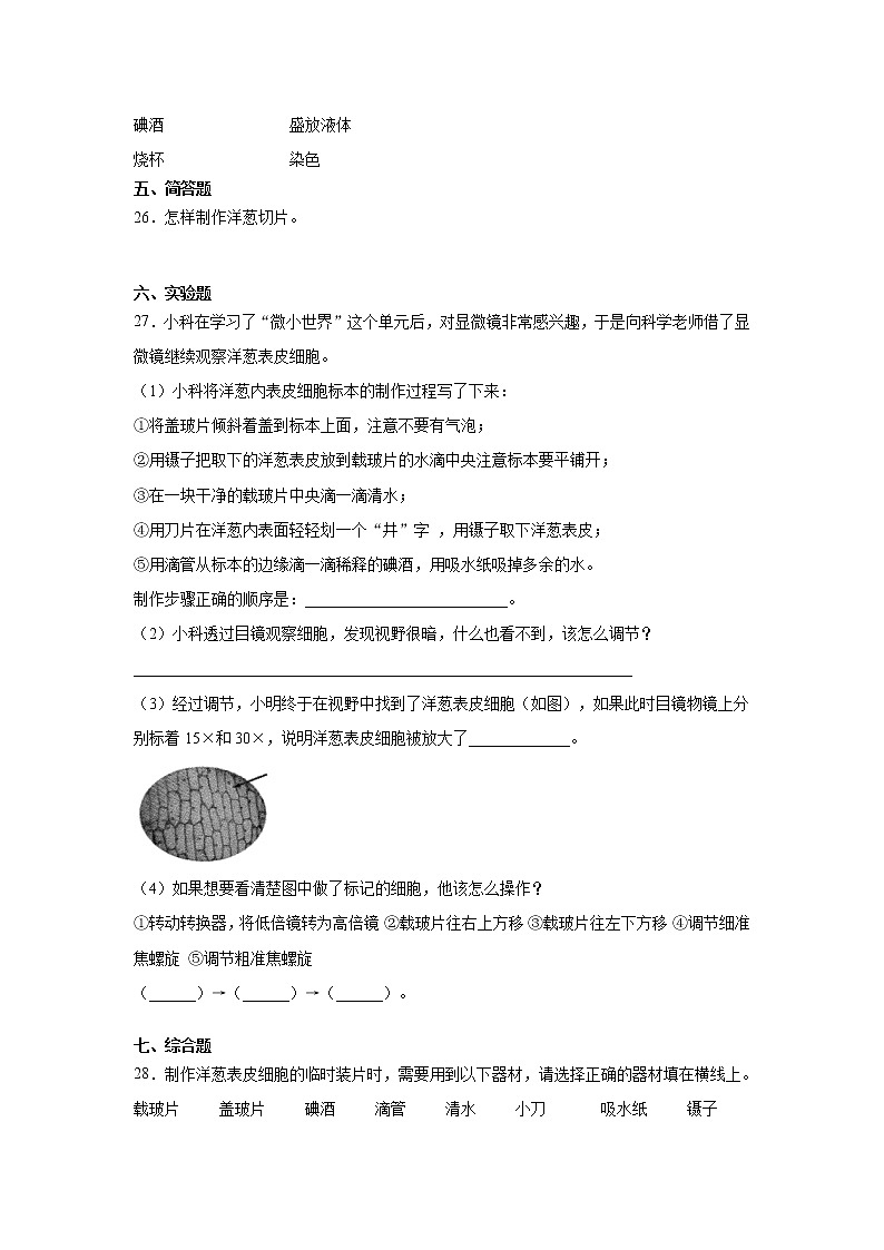 （教科版2017）科学六年级上册1.4.观察洋葱表皮细胞（同步练习） 含答案03